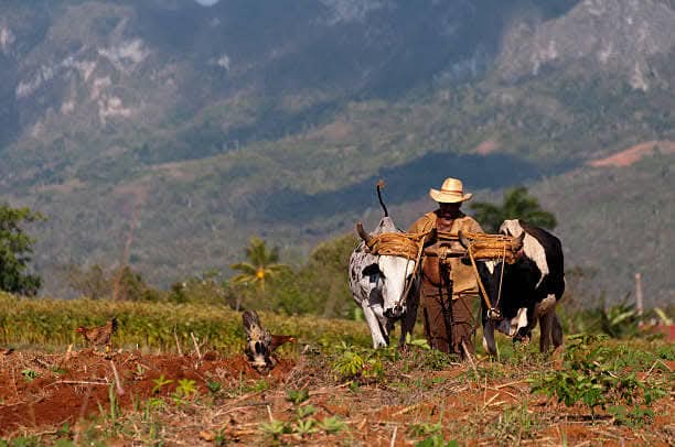 Traditional activities
