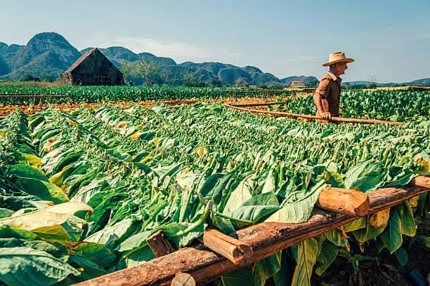 Natural beauty of Viñales