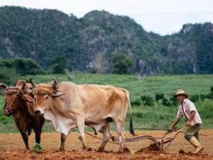 Farmer from Viñales