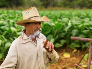 Campesino