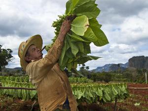 Farmer working in the tabacco season